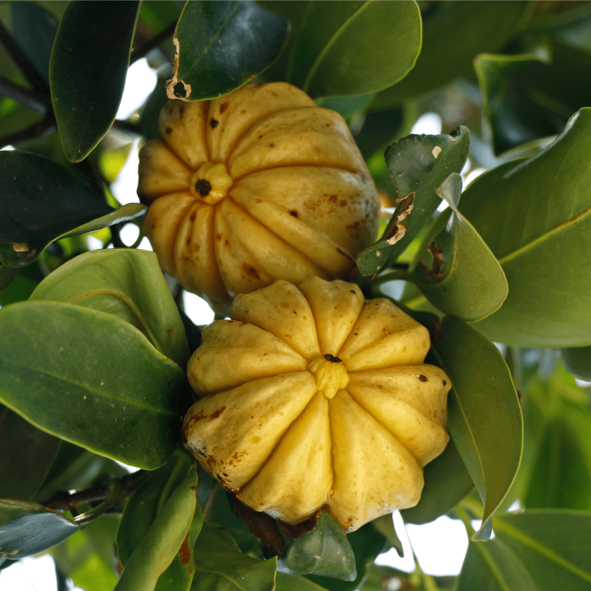 Garcinia - Süpp