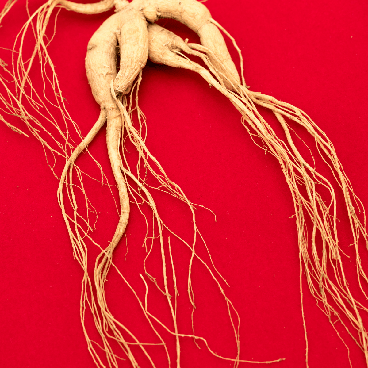 Ginseng Coreano - Süpp